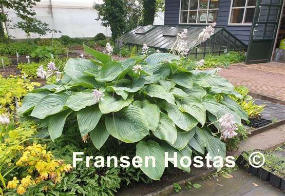 Hosta Empress Wu